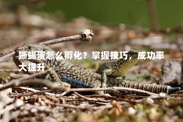 蜥蜴蛋怎么孵化？掌握技巧，成功率大提升